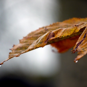 Feuille aux couleurs d'automne avec perles de rosée - Belgique  - collection de photos clin d'oeil, catégorie plantes